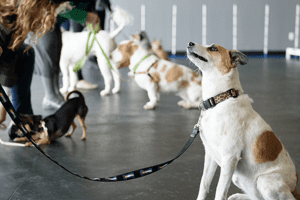 Dog Training Puppy Ireland Sligo Leitrim Roscommon Donegal Puppy Obedience not to jump teach Pulling biting kids