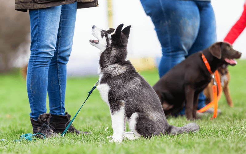Dog Training Puppy Obedience School Dog Trainer Tips Behaviour Behaviourist